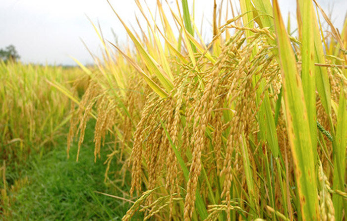 Capture the flavorful energy of Long An’s culinary gem